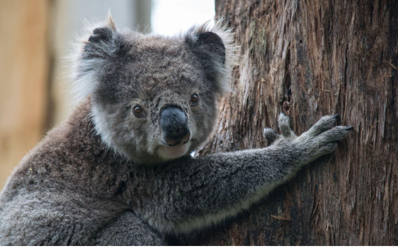 Best of 2025 - Koalas, carbon credits and the fine print of conservation