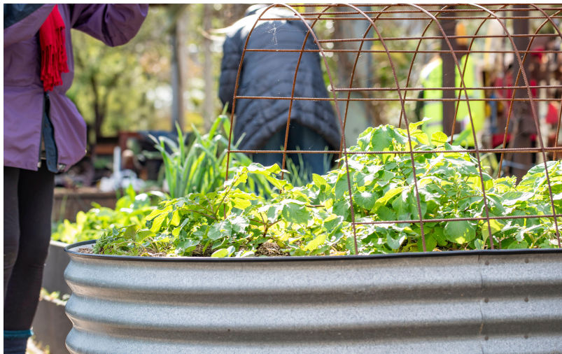 Greening the city: Community vegetable gardens create self-sufficiency