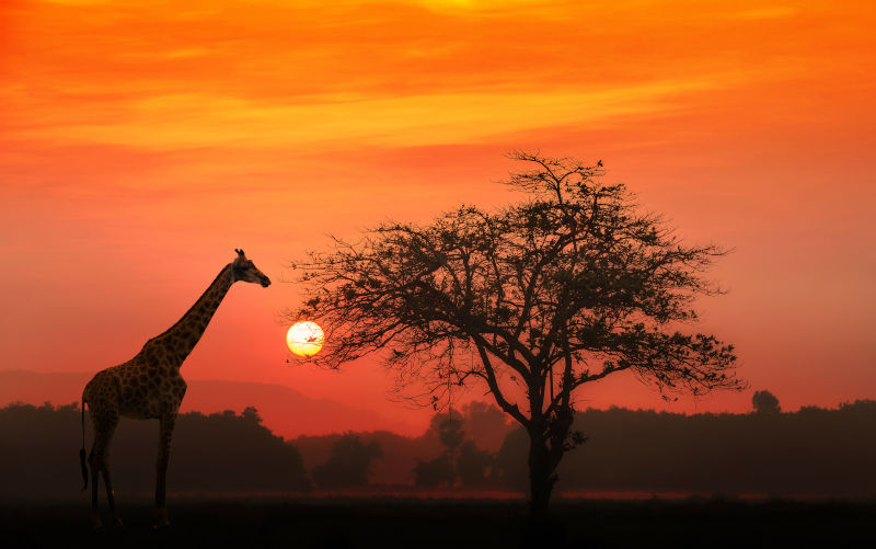 Environment: Natural resources, renewable energy, opportunities and vision will create the African Century