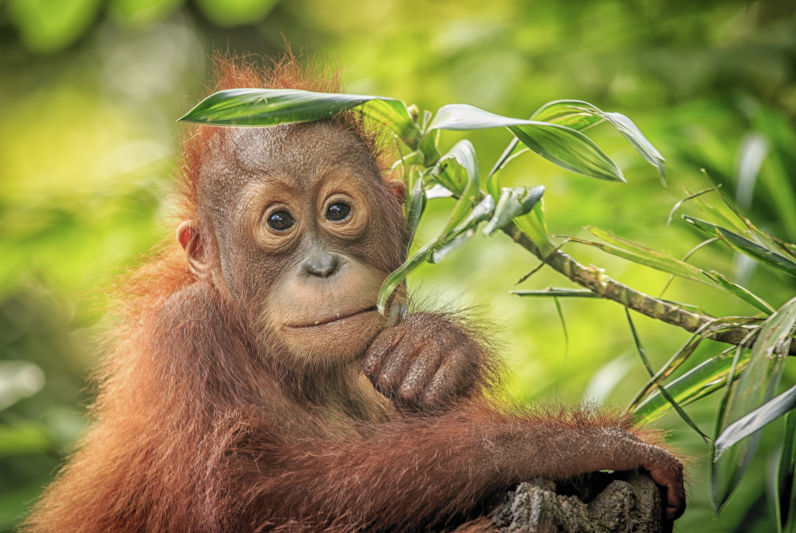 Indonesia suppresses data on critically endangered Orangutan habitat threats
