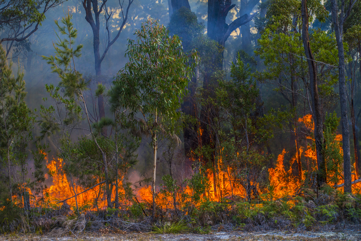 Environment: 18th century vicar describes controlled burning in English countryside