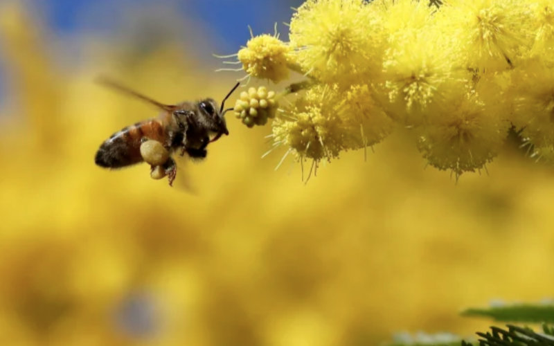 Sunday environmental round up - bees like blue.