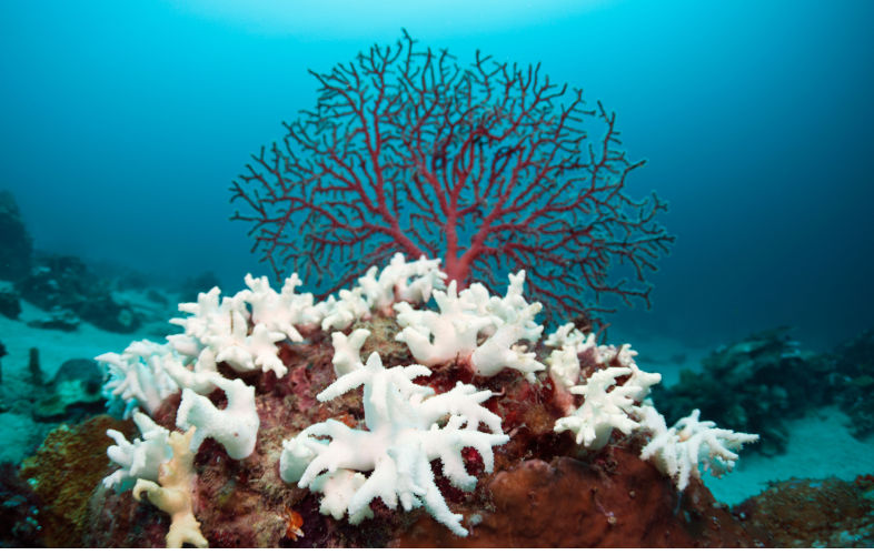 Fossil fuels blamed as 84% of world's coral reefs hit by worst bleaching event ever recorded