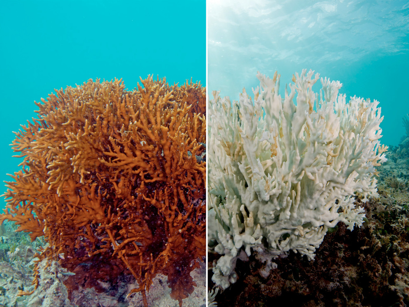 Coral Reef Forecast: grim but hope and action will ensure survival