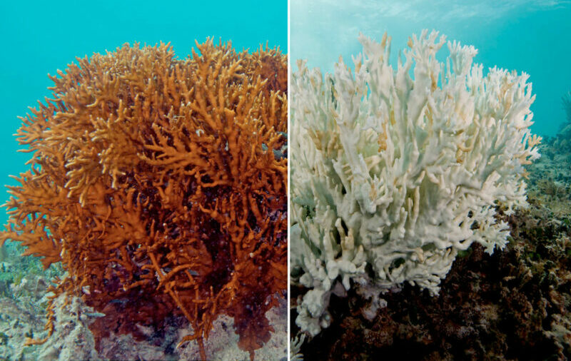 Nature outcomes in 2021: the good, the bad and the sad