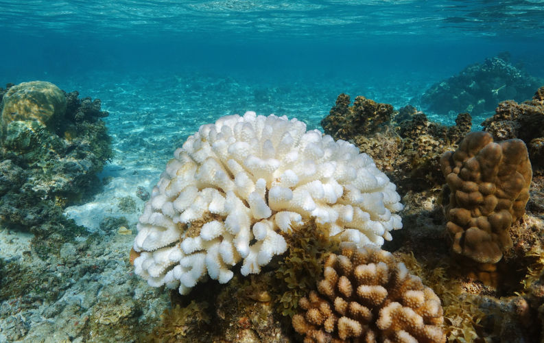Scientists confirm a 4th global coral bleaching event