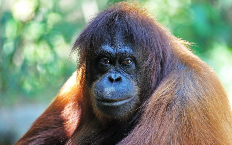 Where have all the flowers gone?