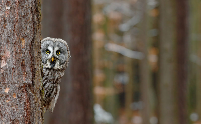 'The fabric of nature Is unraveling,' warns new report on wildlife population decline