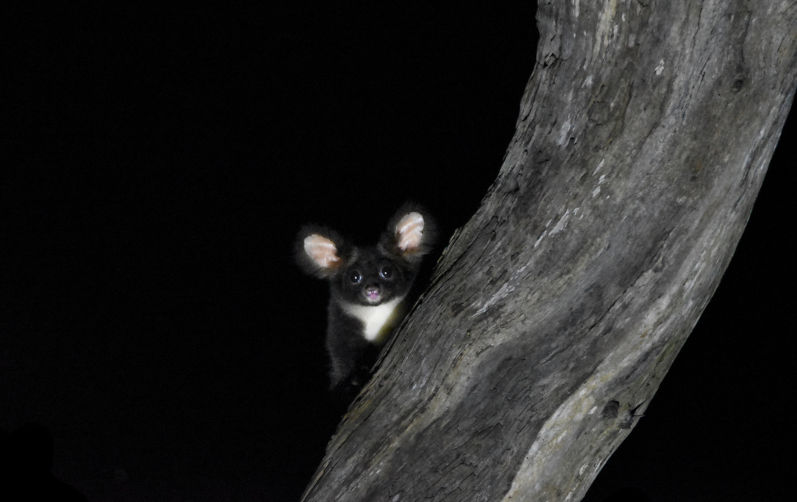Saving the greater glider from extinction, one den tree at a time