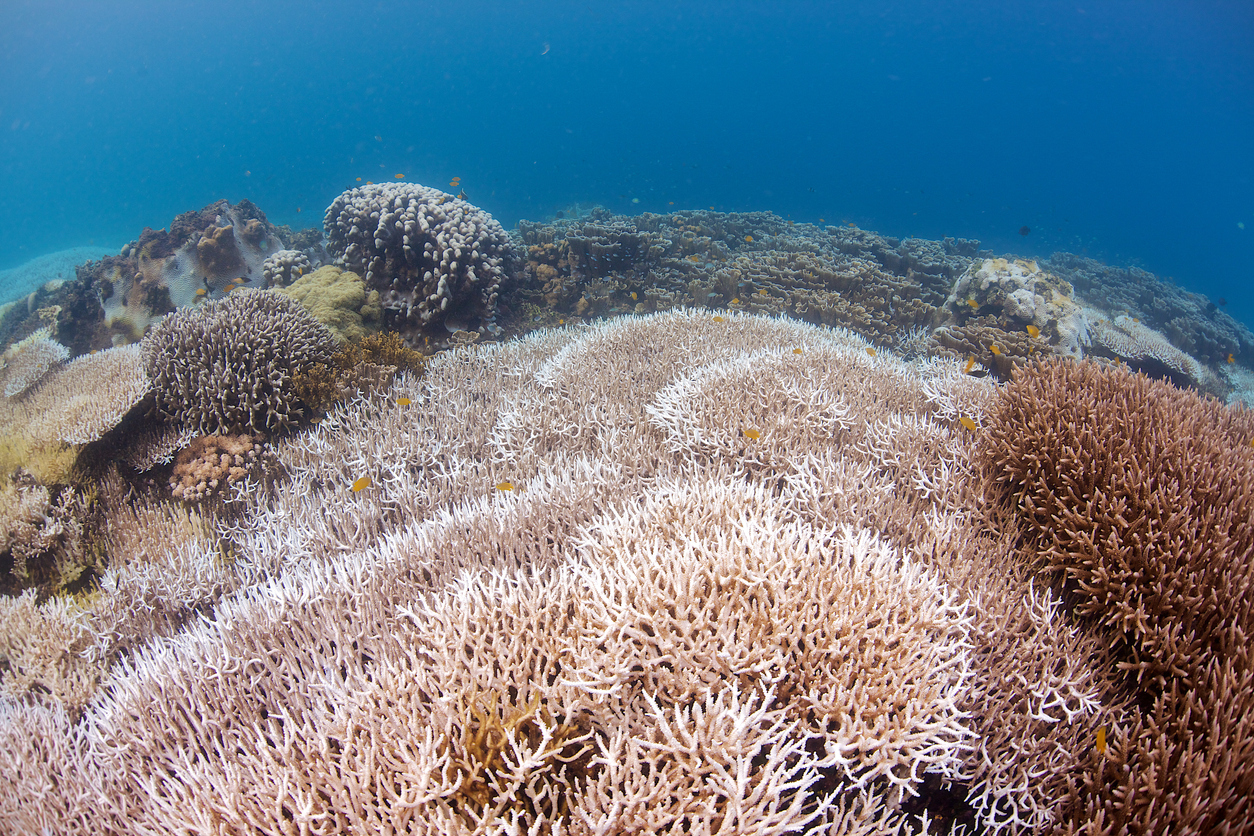 Top science body warns of worst coral bleaching event in history