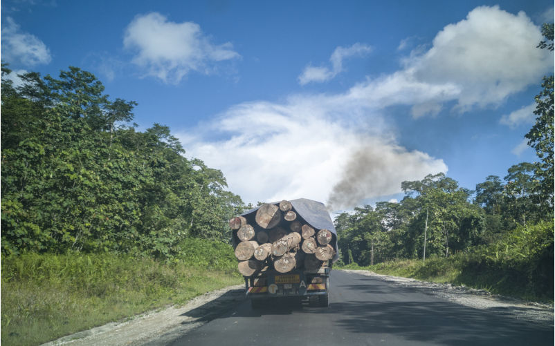 Log the forest and get carbon credit rewards