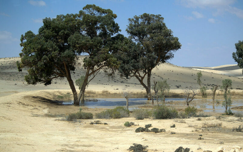 When a forest becomes a means of destruction: The Jewish National Fund, Greenwashing and COP26