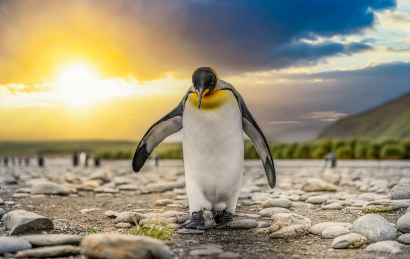 Washington's hope: will rabid penguins eat the BRI?