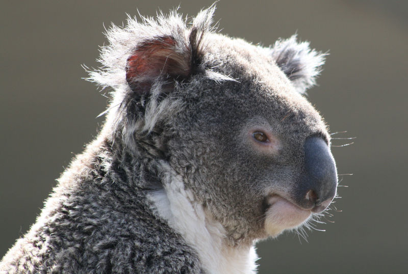 Australia's doomed koalas