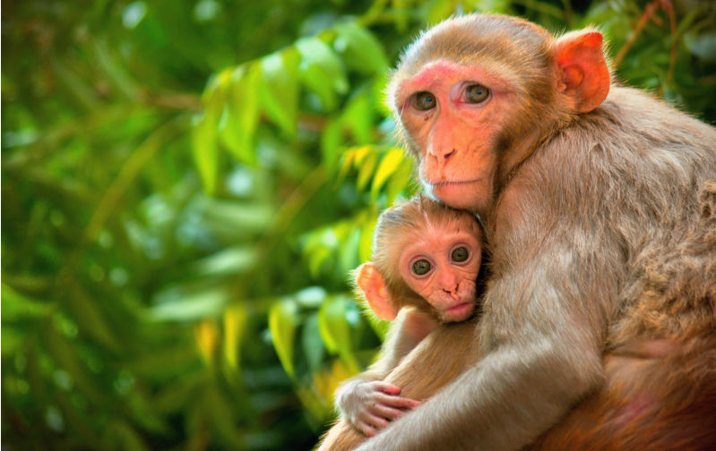 Environment: will humans behave like monkeys when climate apocalypse strikes?