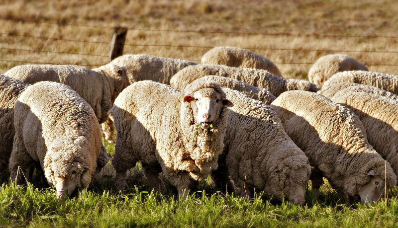 Merino Sheep