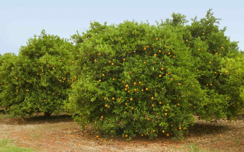 A bitter fruit: wage slavery is alive and well in Australian heartland