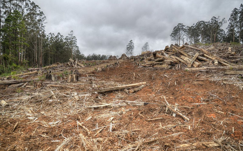 Land clearing: an environmental and human health disaster that must stop