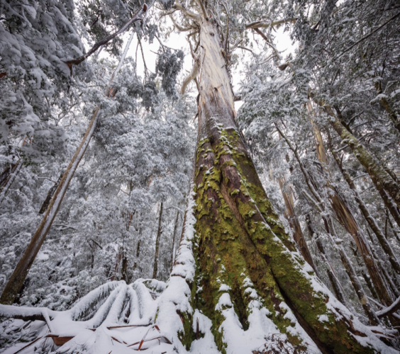 Focusing on the EPBC but dropping the ball on protection