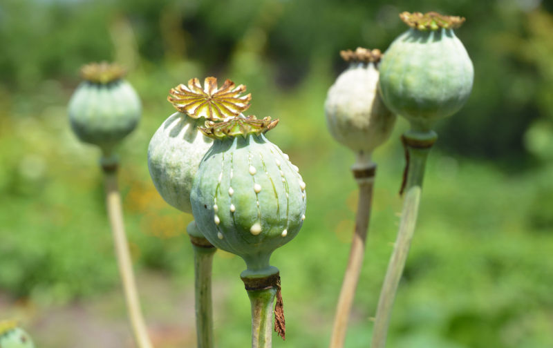 How the Taliban crushed the CIA's heroin bonanza in Afghanistan