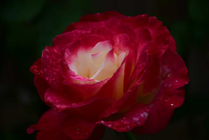 A tribute to Susie Menadue