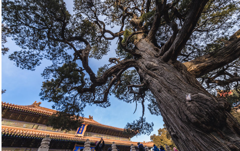 Environment: WA addicted to producing, burning and exporting gas