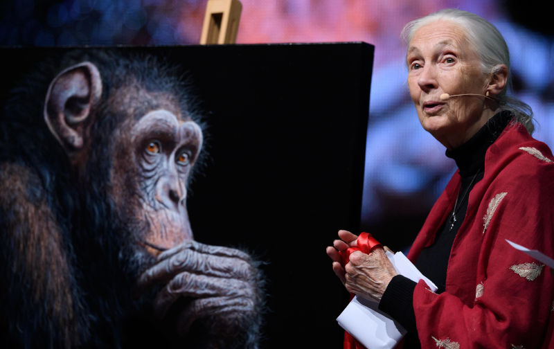 Jane Goodall, the gentle disrupter whose research on chimpanzees redefined what it meant to be human