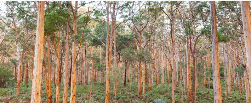 For Australia to meet emissions reduction targets, we don't need nuclear energy