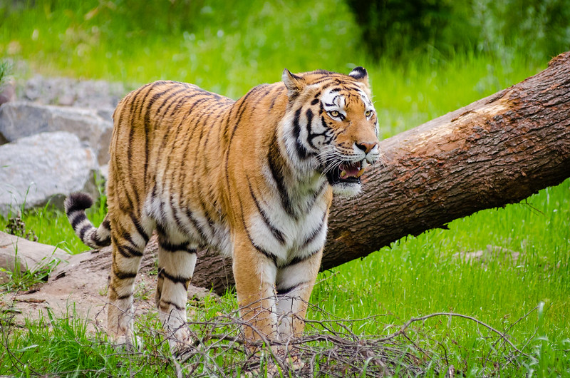 It is hard to dismount from a Tiger