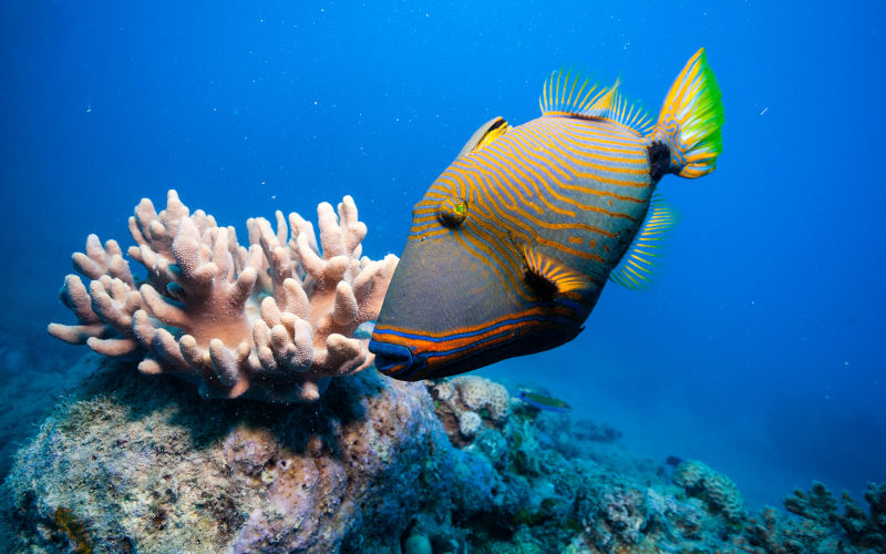 The terrible reality: Great Barrier Reef on threshold of rapid deterioration