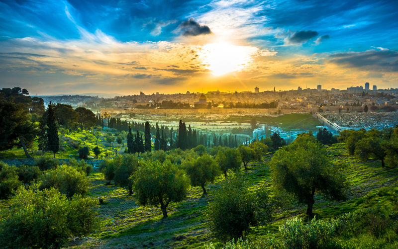 Silent thunder and the beauty of the Palestinian olive harvest
