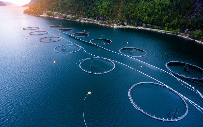 More aquaculture to feed a silent world