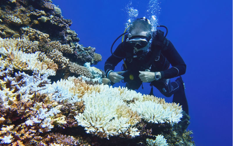 The Great Barrier Reef is the litmus test for the forthcoming 2035 emissions reduction target