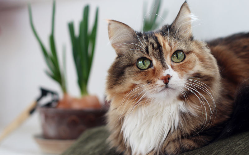 Environment: Climate change, chickens or cats: choose our poison