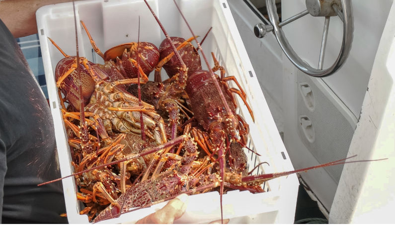 'Tis the voice of the lobster: reflections on Australia-China trade