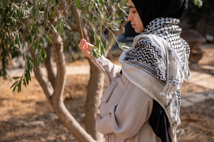 Gaza's trees now bear a strange fruit