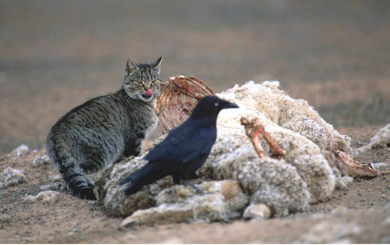 Pussy cat, pussy cat, where have you been? Feral cats in the bush