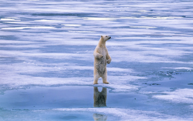 Environment: Arctic and Europe warming at double the global average