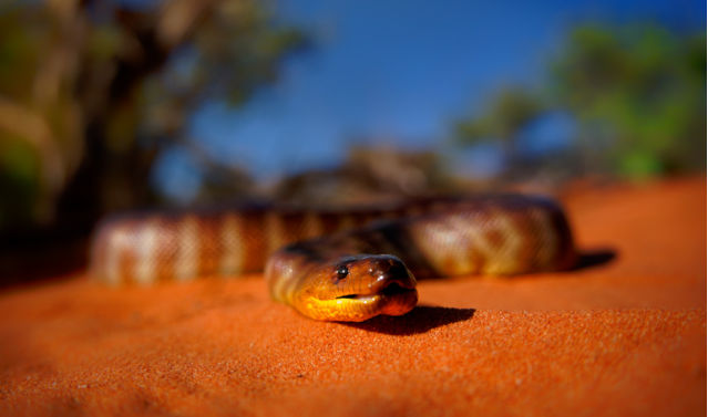 Woma python - Aspidites ramsayi also Ramsays python, Sand python or Woma, snake on the sandy beach, endemic to Australia, brown and orange with darker striped markings and tongue. Image: iStock / Credit:phototrip