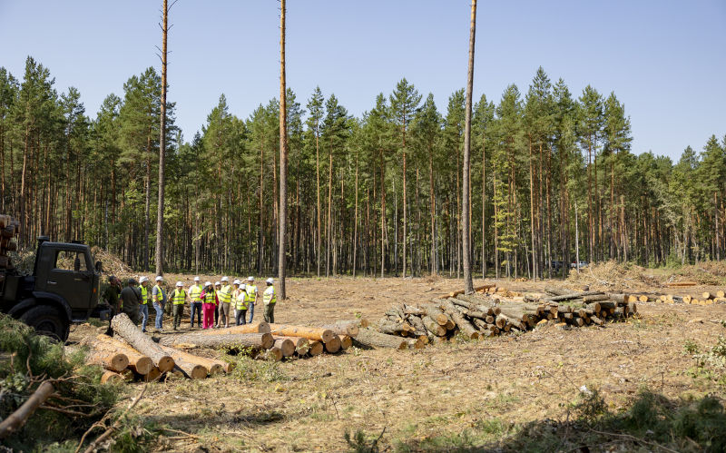 Best of 2025 - A smart productivity play: Stop subsidising loss-making native forest logging