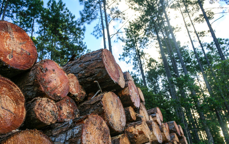 Logging by another name – 'Forest Gardening'
