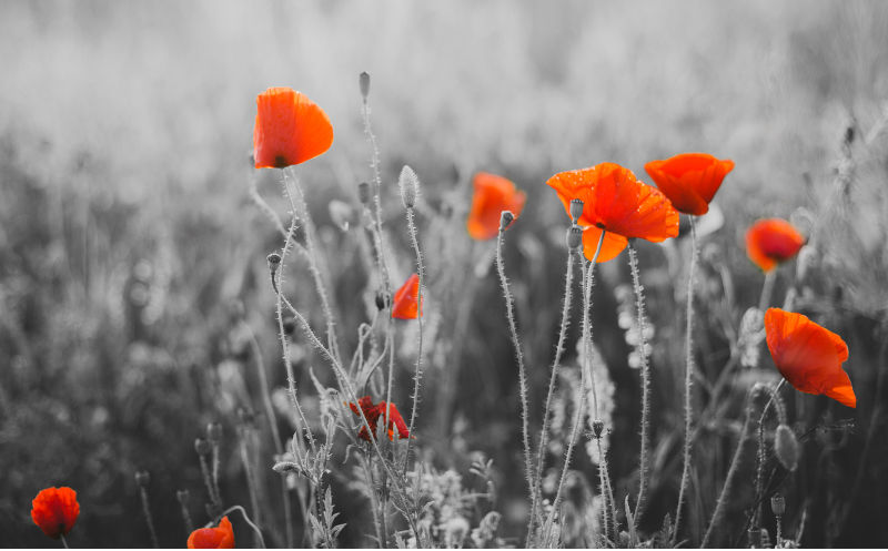 Looking back on Remembrance Day