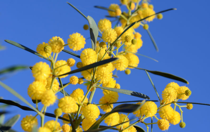 Wattle Day: A natural choice for Australia Day’s ideals of diversity and resilience