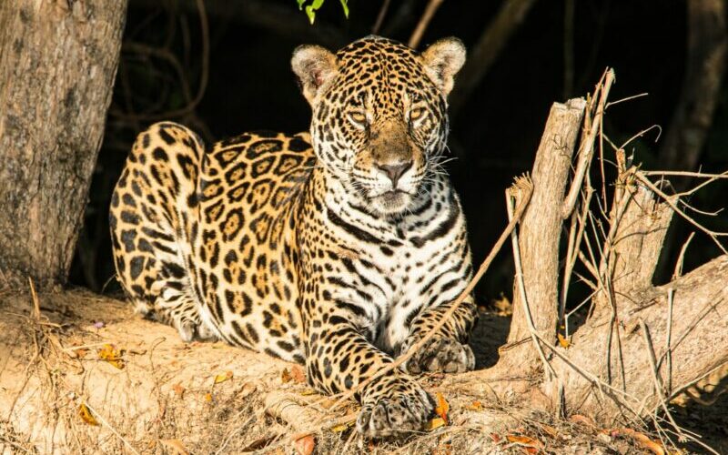 Sunday environmental round up.