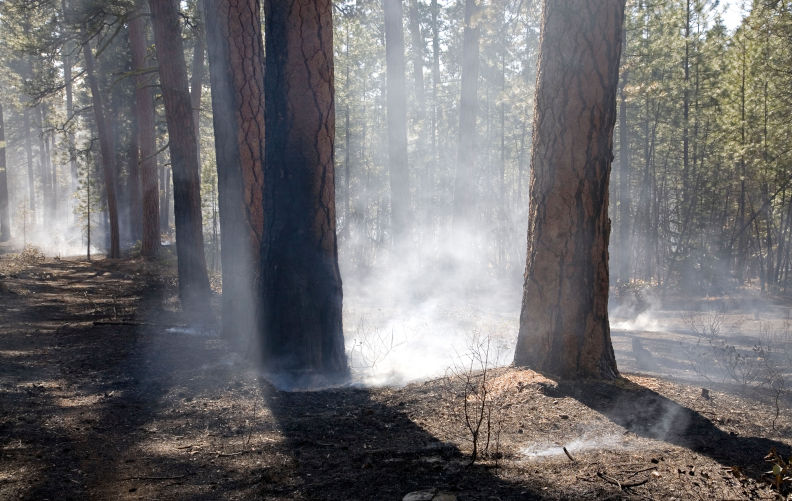 New research shows native forest logging industry going up in smoke