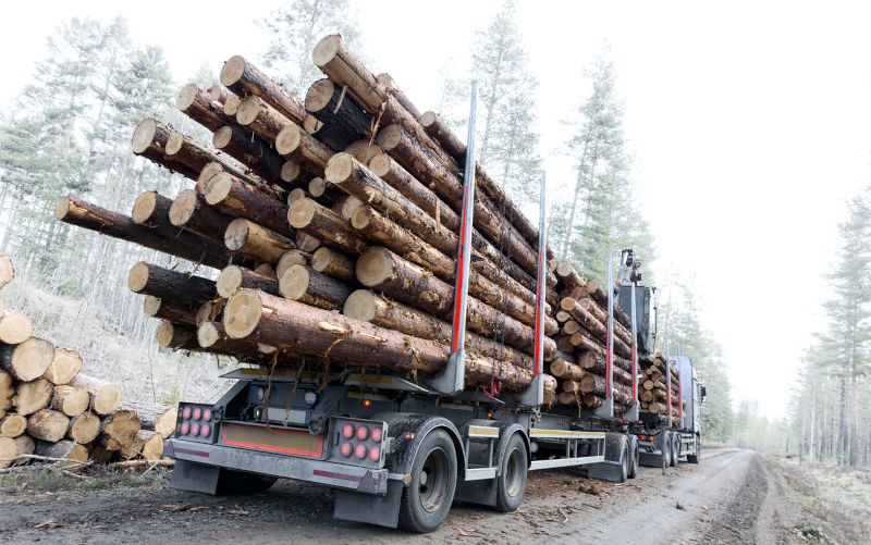 Why ‘salvage logging’ undermines a promise to end native forest logging