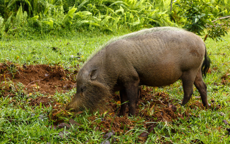 Mystery disease sweeps through Borneo wild boar population
