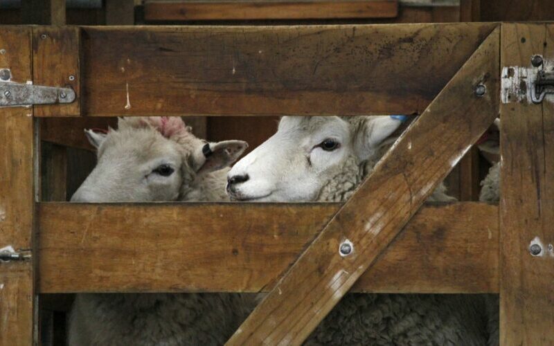 Baa humbug: Australia's trade triumph breeds a British backlash