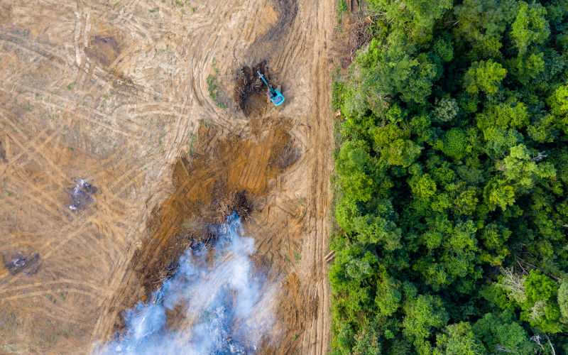 Environment: Forests, soil and peatlands disappearing