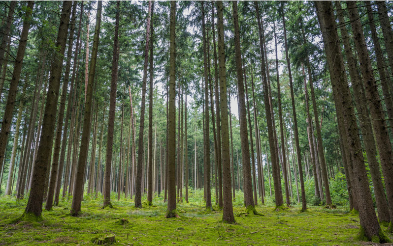 Environment: NSW’s environmental assessment process for logging ignores the previous 200 years